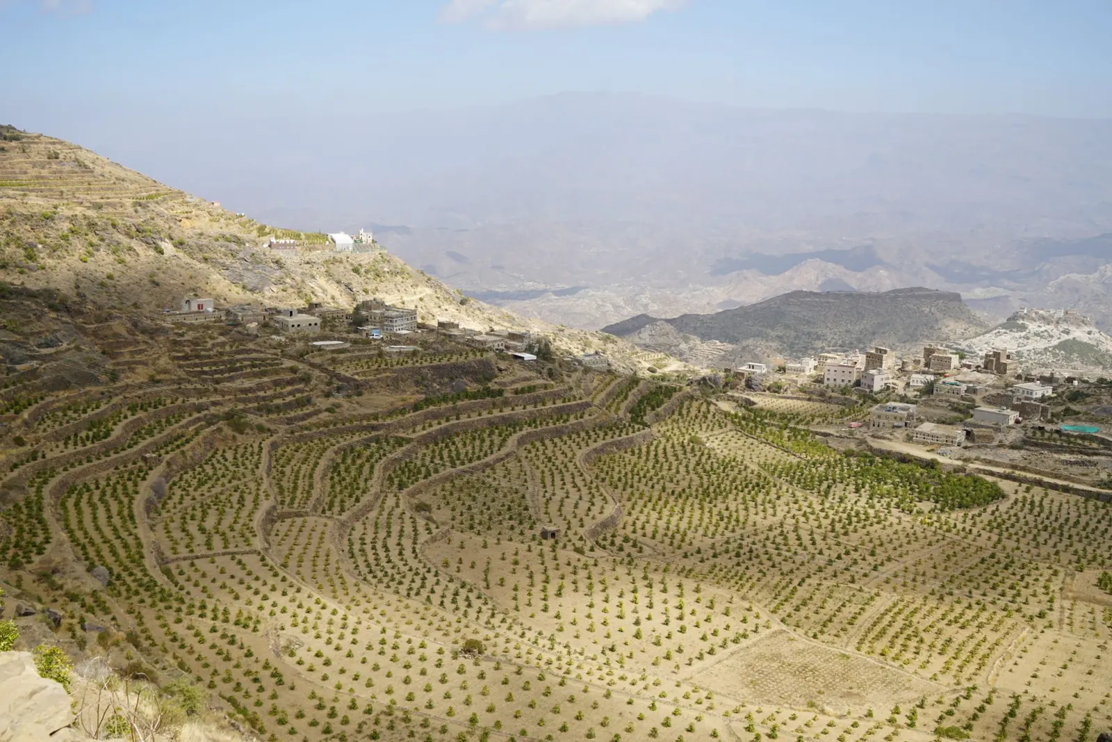 Coffee trees planted in rows across stone terraces in the Haraaz mountains of Yemen, with a village beside them