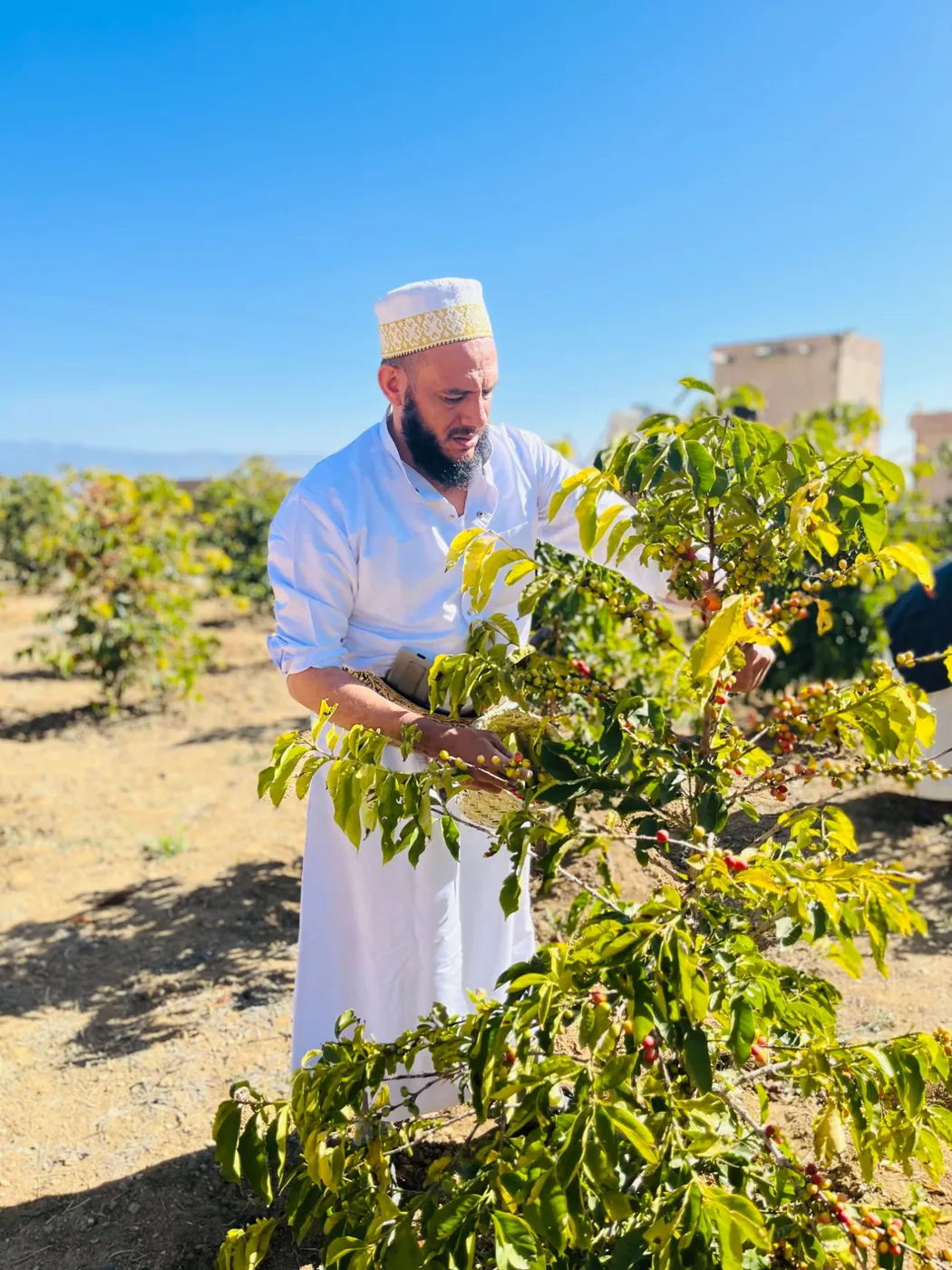 A farmer in white picking coffee cherry into a woven basket at his waist