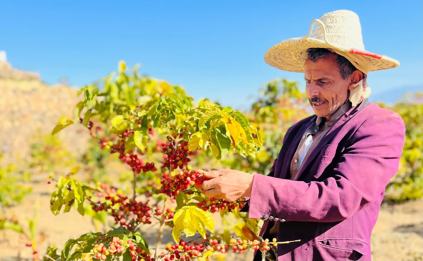 A farmer in a straw hat and plum jacket looking closely at a branch heavy with cherry