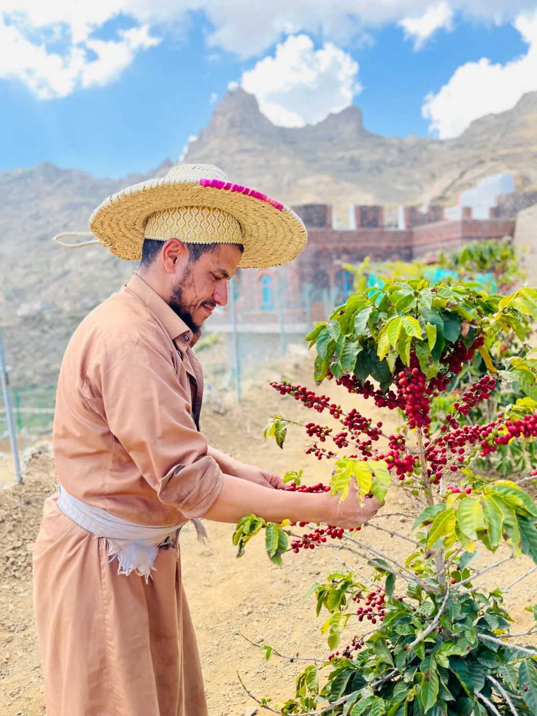 A farmer in a straw hat and tan robe picking red cherry, with a mountain peak and stone house behind