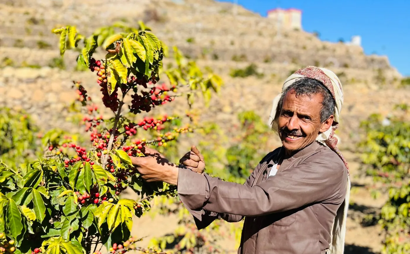 A smiling farmer reaching into a coffee tree heavy with red cherry, terraces behind him