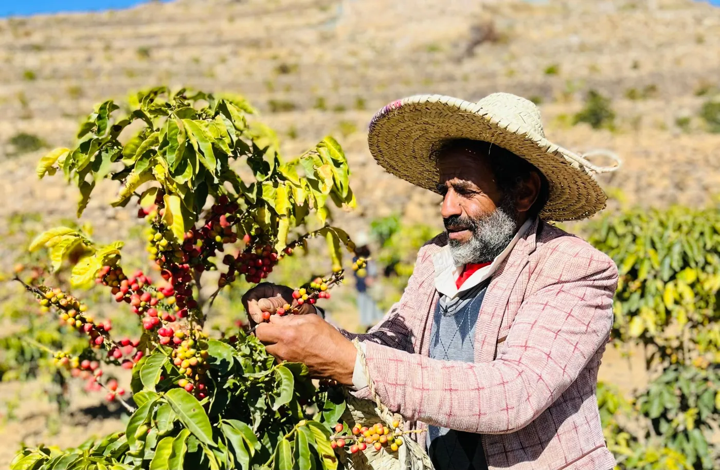 An older farmer with a grey beard and wide straw hat picking red and gold cherry