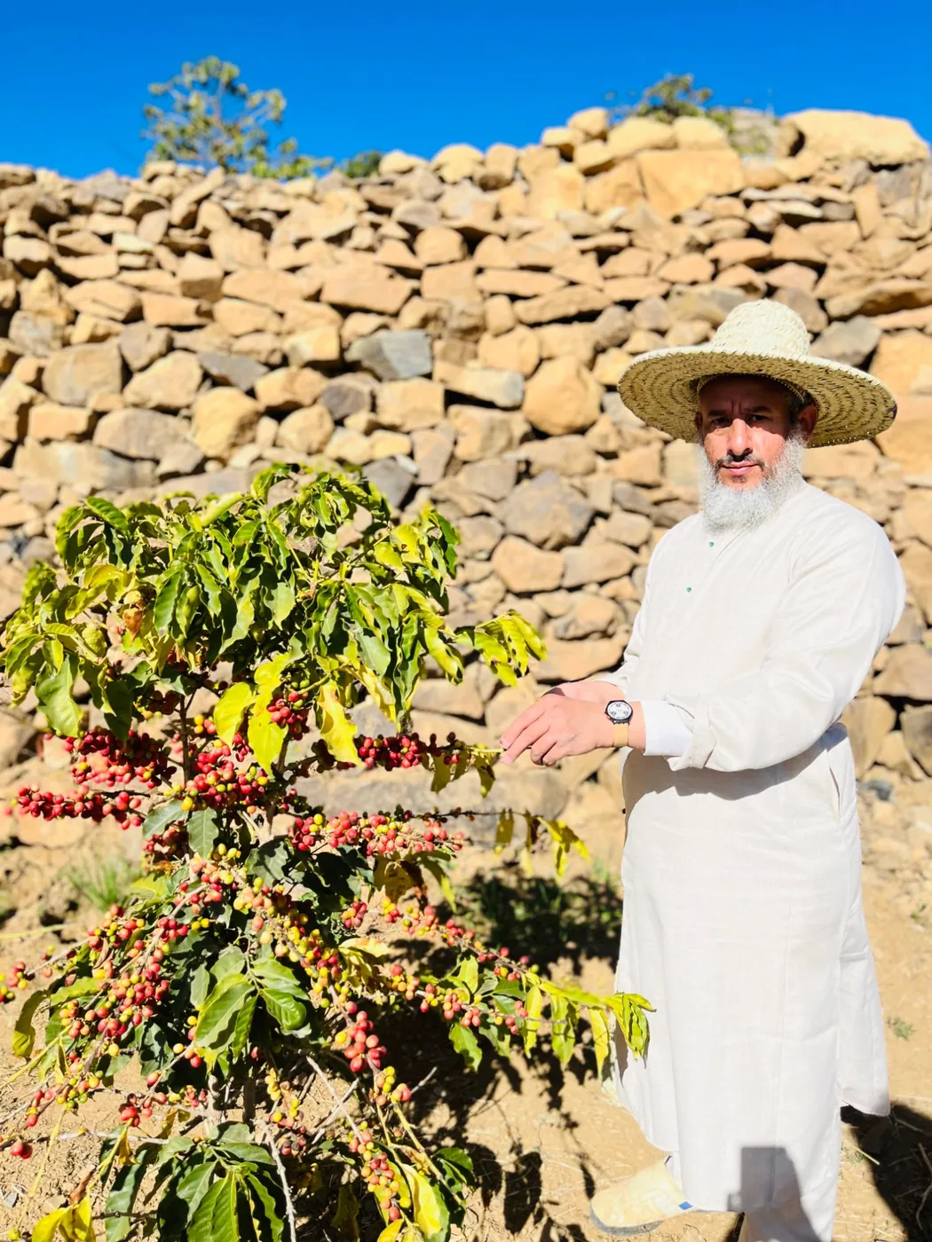 A farmer in a straw hat beside a coffee tree full of cherry, in front of a dry-stone terrace wall