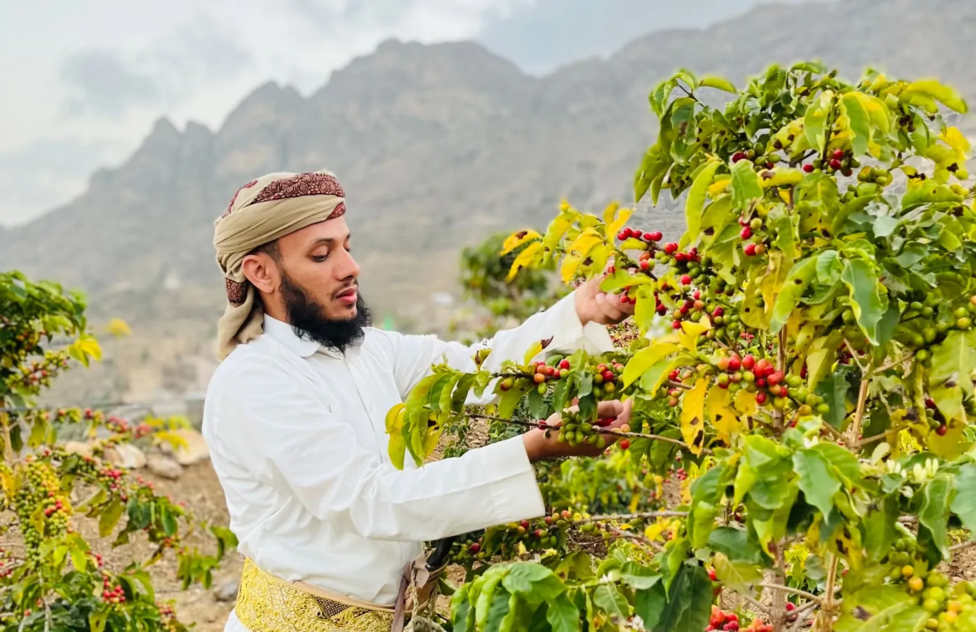 A farmer in a white robe and patterned headwrap picking cherry, misty mountains behind